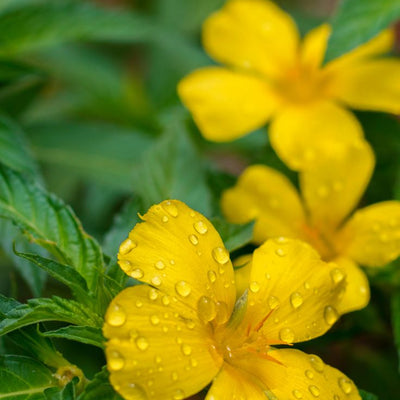 Damiana