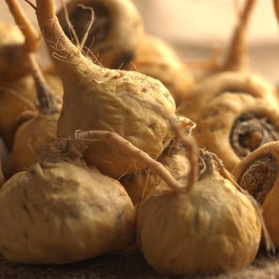 Maca