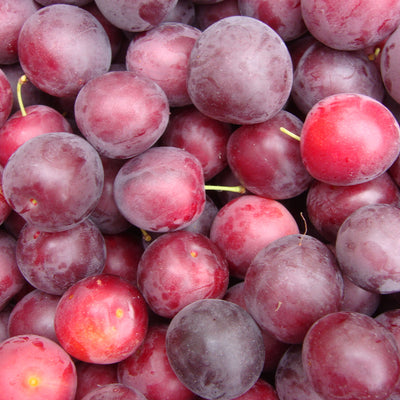 Resveratrol